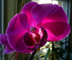 orchid1.jpeg